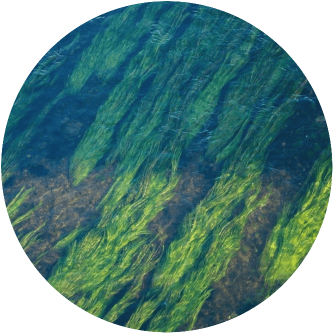 Marine Algae