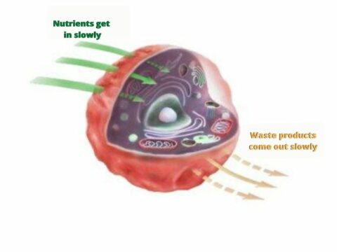 What is the omega 6 to omega 3 ratio?