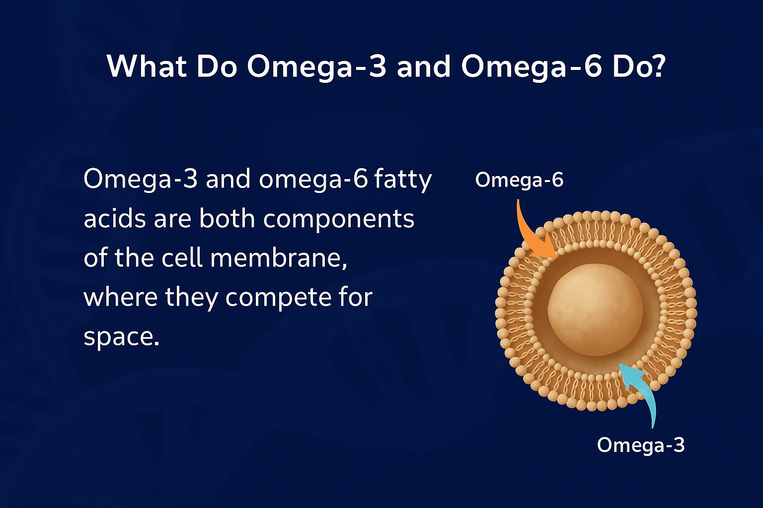 Omega-3 and Omega-6 fatty acids competing for space in the cell membrane